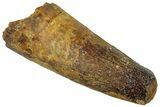 Real Fossil Spinosaurus Tooth - Feeding Worn Tip #311275-1